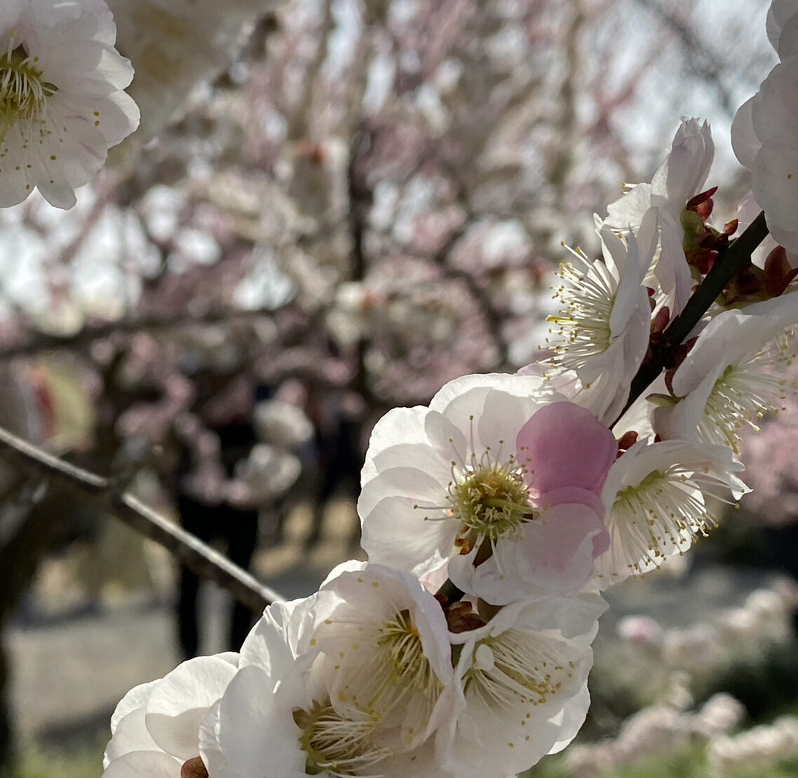 春の訪れ🌸